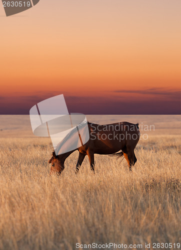 Image of Horse grazing in pasture at sunset
