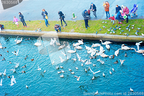 Image of Birds feeding