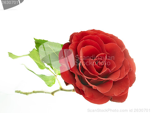 Image of red rose