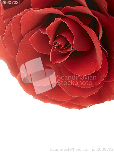 Image of red rose