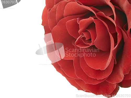 Image of red rose