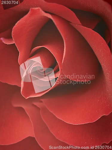 Image of red rose