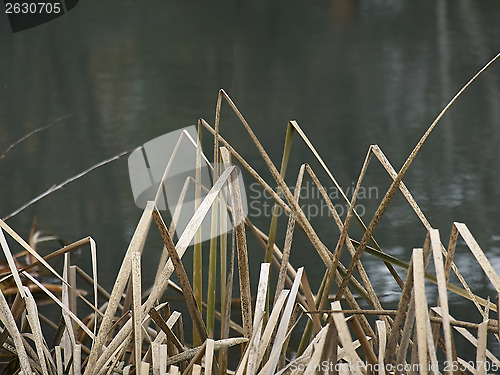 Image of reeds in lake