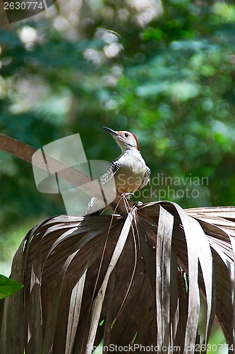Image of red bellied woodpecker on palm frond