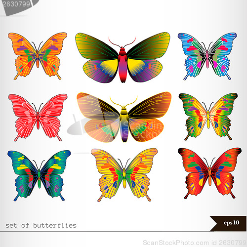 Image of Set of different multicolored butterflies