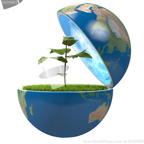 Image of Plant inside planet