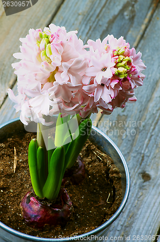 Image of Pink Hyacinths