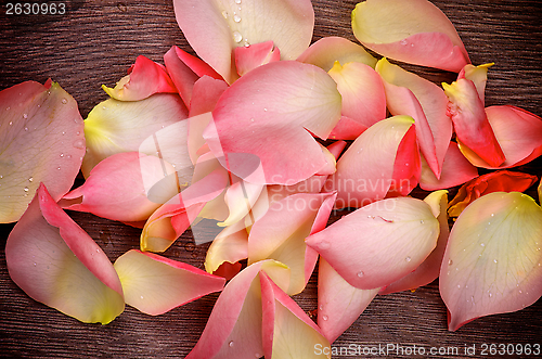 Image of Pink Rose Petals