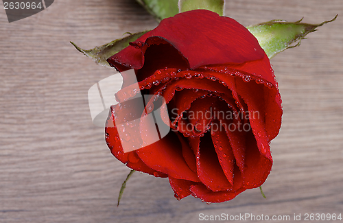 Image of Red Rose