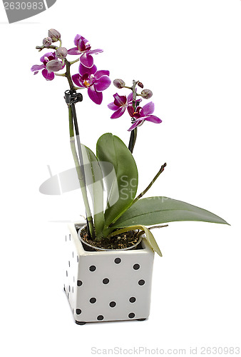 Image of Mini Orchid