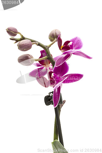 Image of Mini Orchid