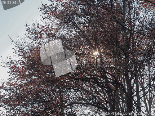 Image of Sun behind the trees