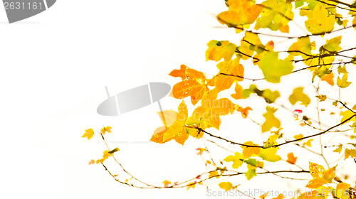 Image of Autumn Maple Tree