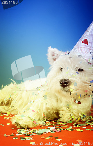 Image of Dog party