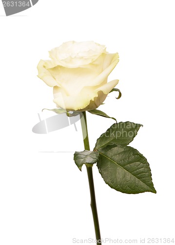 Image of single white Rose