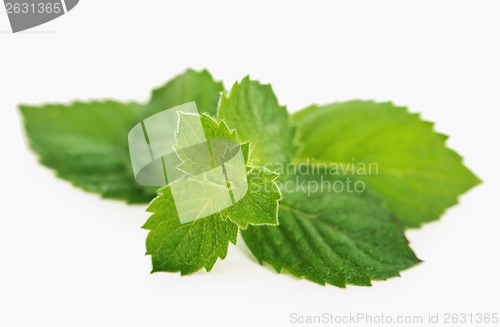 Image of Fresh mint leaves