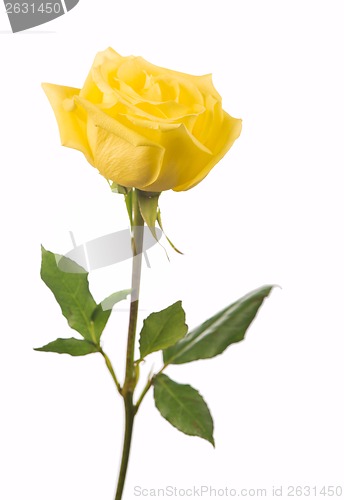 Image of beautiful yellow rose