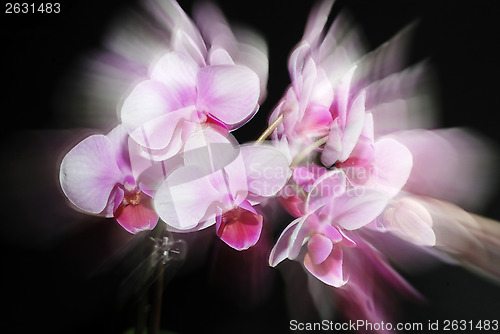 Image of beautiful pink orchid on dark background