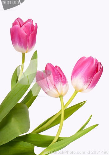 Image of purple tulips