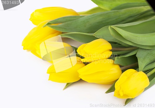 Image of yellow tulips