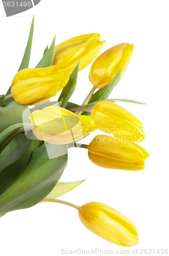 Image of yellow tulips
