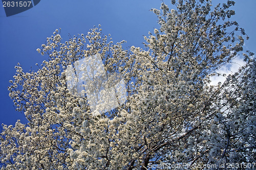 Image of Cherry Blossom