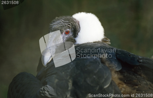 Image of Andean Condor