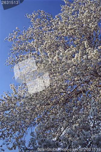 Image of Cherry Blossom