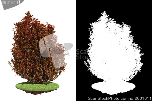 Image of Decorative Bush Isolated on White Background.