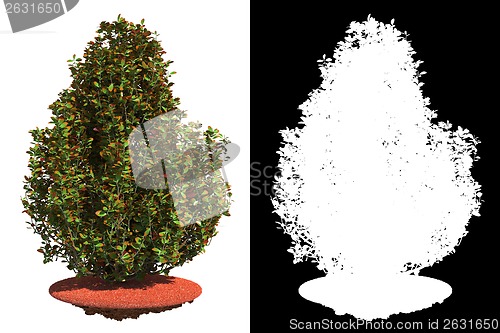 Image of Weathered Shrub Isolated on White Background.