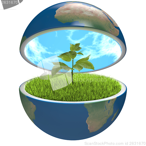 Image of Plant inside planet