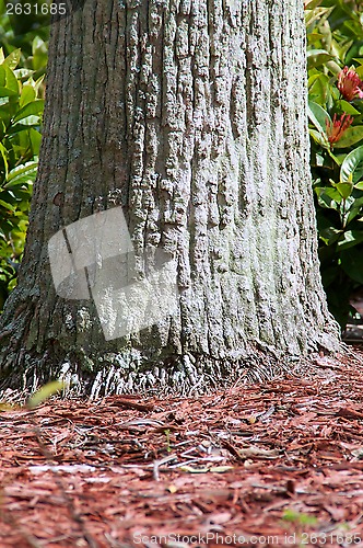 Image of base of palm showing small roots