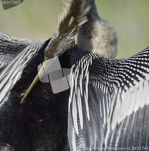 Image of American Anhinga