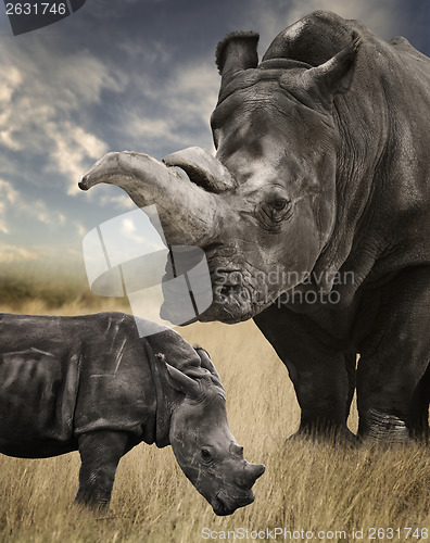 Image of Mother And Baby White Rhino