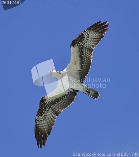 Image of Soaring Osprey 