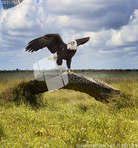 Image of American Bald Eagle