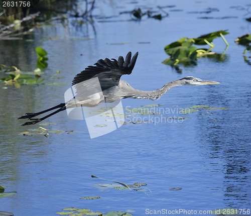 Image of Great Blue Heron