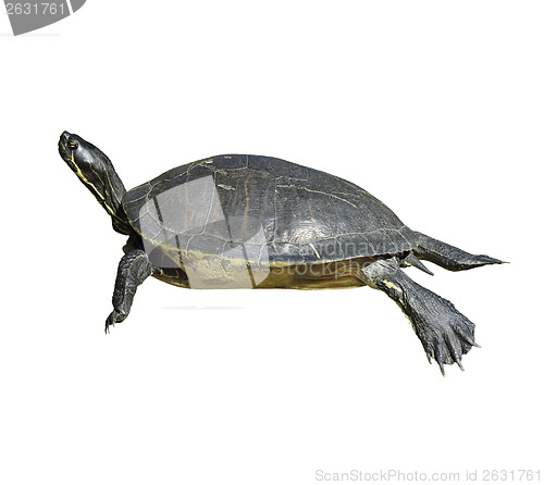 Image of Florida Cooter Turtle