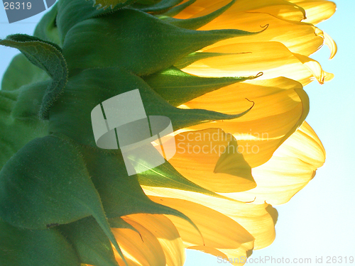 Image of Sunflower Lit