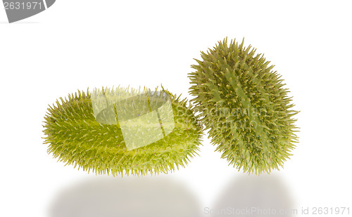 Image of Autumn decoration isolated