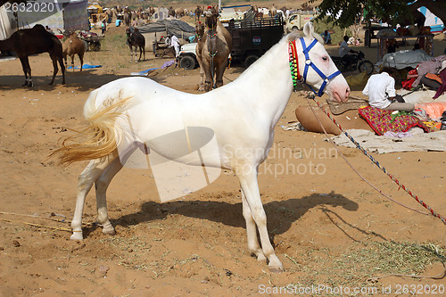 Image of white stallion at Pushkar Camel Fair