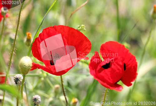 Image of red poppy flowers in field