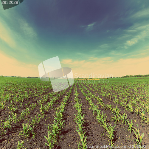 Image of corn field - vintage retro style