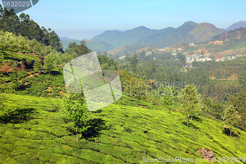 Image of mountain tea plantation landscape in India