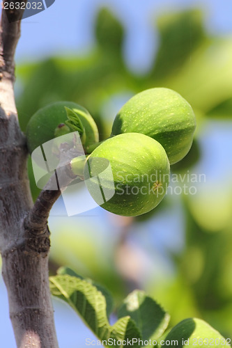 Image of green figs on tree