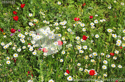 Image of chamomiles and poppies on meadow