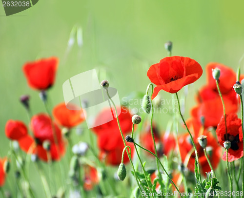 Image of red poppy flowers in field