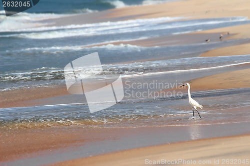 Image of white heron on beach