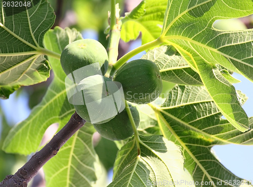 Image of green figs on tree