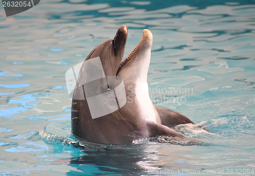 Image of dolphin in water